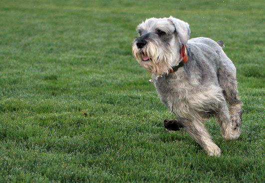 Hobie runs around the field looking for his ball
