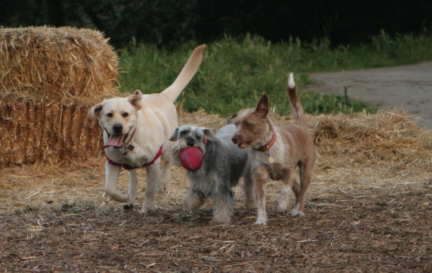Pug Sunday - Tails of a Spinning Dog - miniature schnauzer adventures