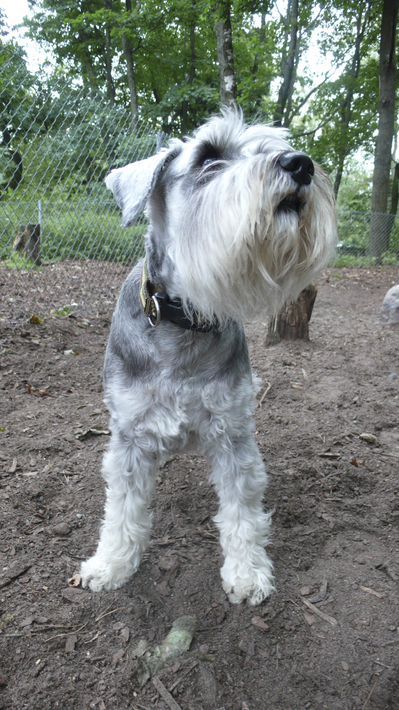 Lapinlahti_dog_park_closeup.jpg