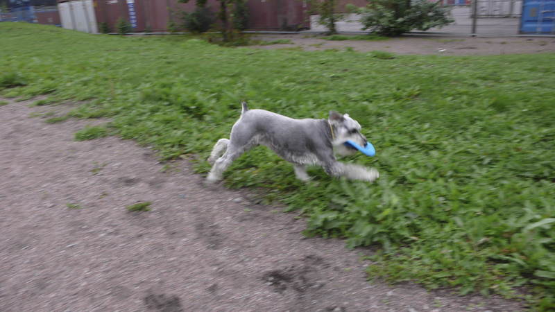 Ruoholahti_dog_park_action.jpg