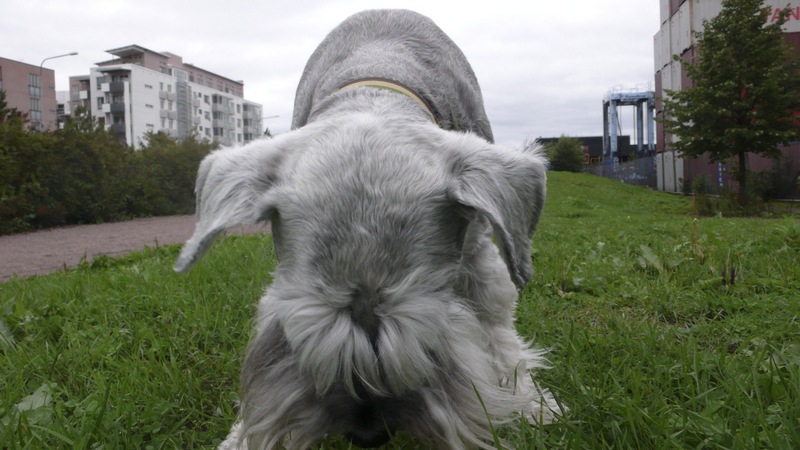 Ruoholahti_dog_park_closeup.jpg