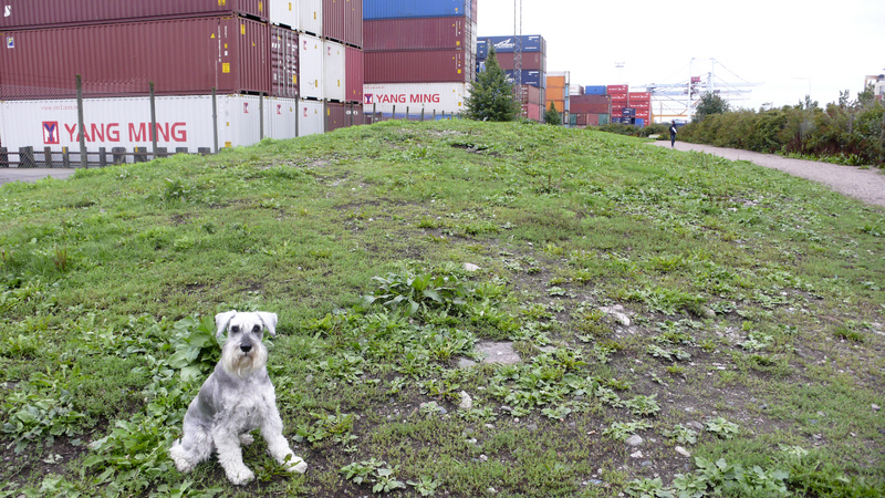 Ruoholahti_dog_park_overview.jpg