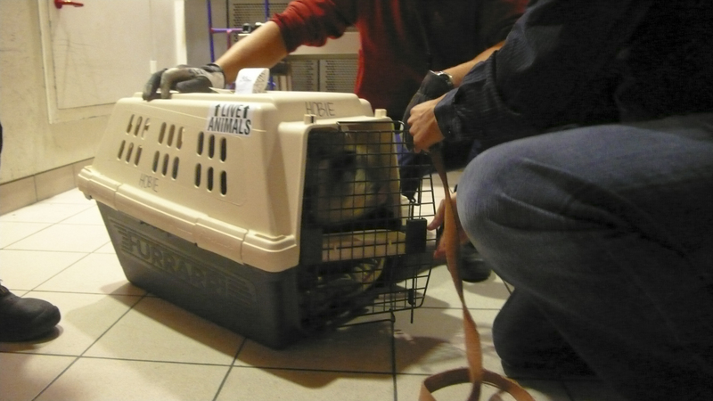 hobie-crate-2.jpg