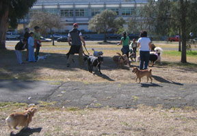 Birthday party for a doggie friend